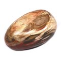 Petrified Wood